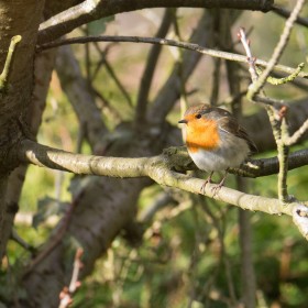 Robin in Spring